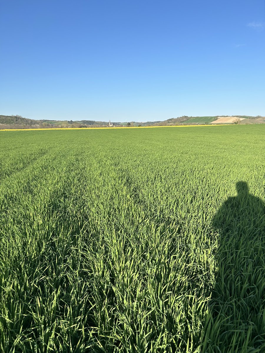 OlivierCOSTE2's tweet photo. Mon dernier #TDP de la journée se termine dans un endroit assez précoce en période de moisson.
Chez une #Agriculture qui se situe,entre la rivière Cure et l’#Yonne.
Tu me crois @BONNIN1402,si je te dis que cette #Orge @BrasseursFrance #KwsFaro arrive à l’avant dernière feuille ? https://t.co/EeY8EePH4p
