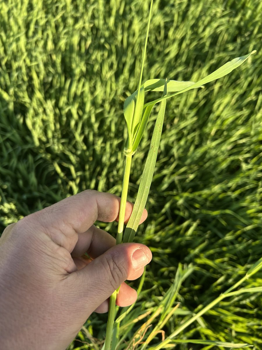 OlivierCOSTE2's tweet photo. Mon dernier #TDP de la journée se termine dans un endroit assez précoce en période de moisson.
Chez une #Agriculture qui se situe,entre la rivière Cure et l’#Yonne.
Tu me crois @BONNIN1402,si je te dis que cette #Orge @BrasseursFrance #KwsFaro arrive à l’avant dernière feuille ? https://t.co/EeY8EePH4p