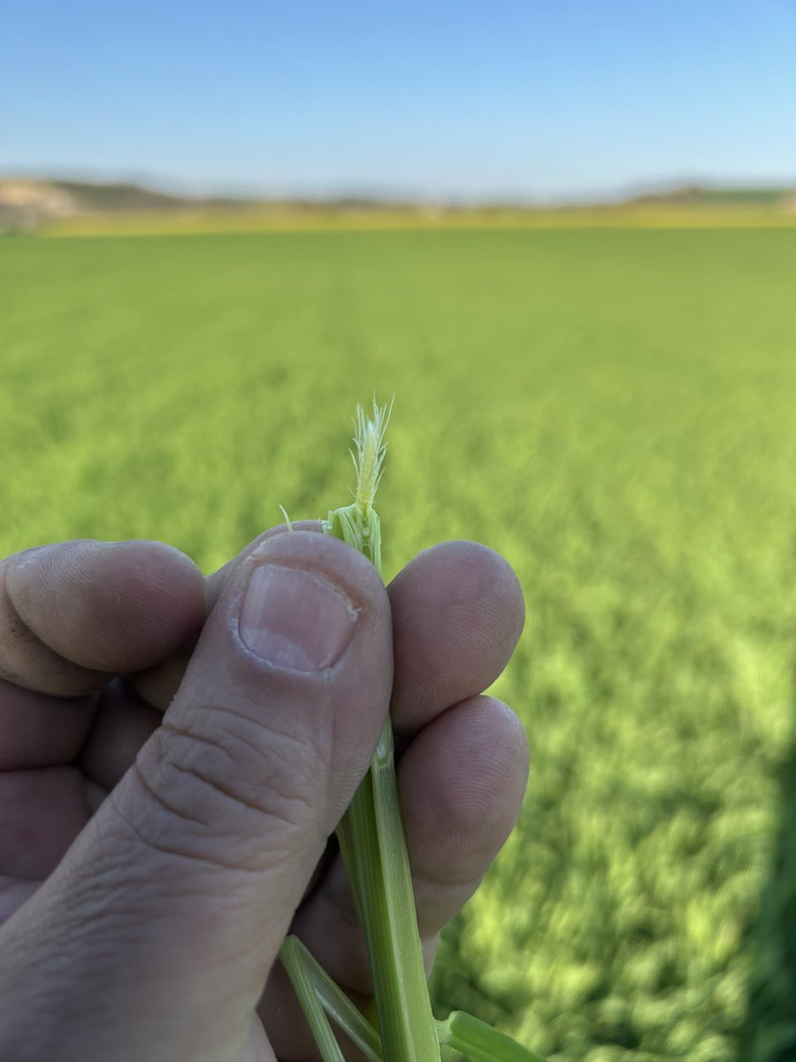 OlivierCOSTE2's tweet photo. Mon dernier #TDP de la journée se termine dans un endroit assez précoce en période de moisson.
Chez une #Agriculture qui se situe,entre la rivière Cure et l’#Yonne.
Tu me crois @BONNIN1402,si je te dis que cette #Orge @BrasseursFrance #KwsFaro arrive à l’avant dernière feuille ? https://t.co/EeY8EePH4p