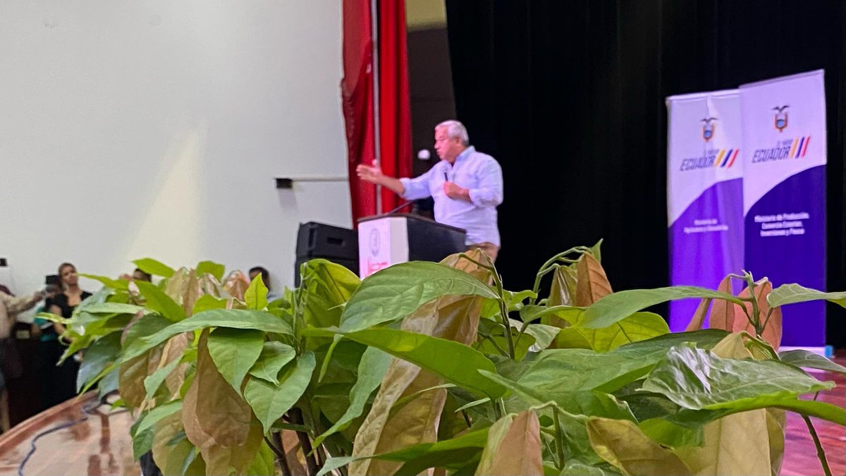 UleamEcuador's tweet photo. Extensión Chone de la #Uleam es sede del encuentro “Sector cacaotero camina al cumplimiento de la normativa Europea (EUDR). #MPCEIP, #BanEcuador #MAC y #Agrocalidad entregaron 5.000 plantas. Rector #Dr.Marcos Zambrano habló sobre vivero de la Uleam de 1 millón de plantas de cacao https://t.co/vhC3x0MfBZ