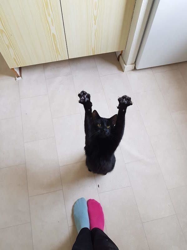 catsareblessing's tweet photo. "Pick me" https://t.co/xJdkemYuXE