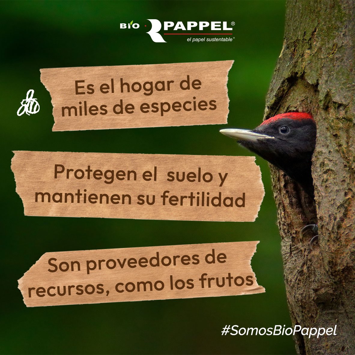 Bio Pappel tweet media