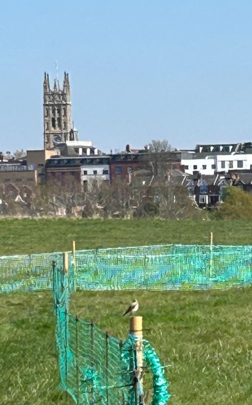 Brilliant!

A showy wheatear at the racecourse today, taking advantage of our new skylark fencing to pose on!

Thanks to Chris Hill for taking us to 83 on the Warwick 100 list 

😊