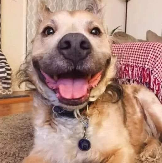 Dog Lovers tweet media