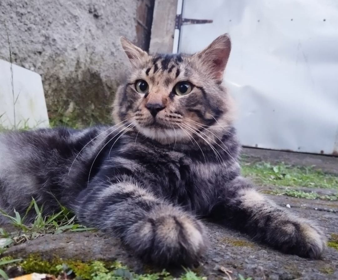 12_wjaynt's tweet photo. @arkuyyy KUCING HILANG

Mohon bantuannya jika ada yang melihat kucing dengan ciri-ciri:

1. Persia Mixdom
2. Motif Marble
3. Bulu hitam abu-abu putih

Hilang disekitar Curug Deng-deng, Pagedangan, BSD City Tangerang Selatan https://t.co/5k3qX1tKlE