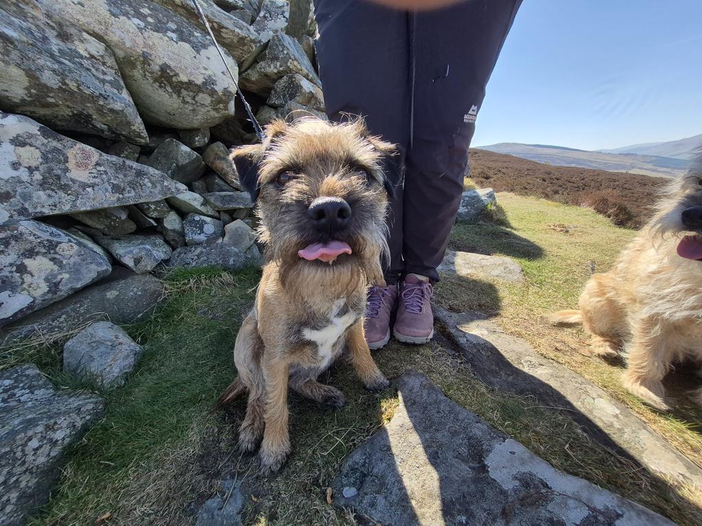 Sir HaggisBT tweet media
