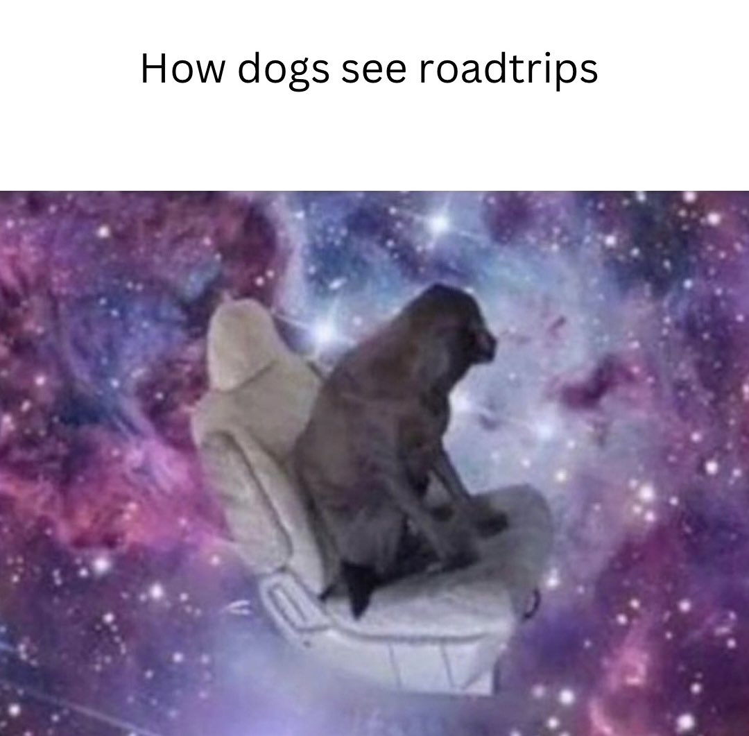 dogsauceco's tweet photo. Dude be trippin.
#dogmeme #funnydogs #funnymemes #dogsauce #mealtopperfordogs #bonebrothfordogs #viral https://t.co/FHJvmvSjvg