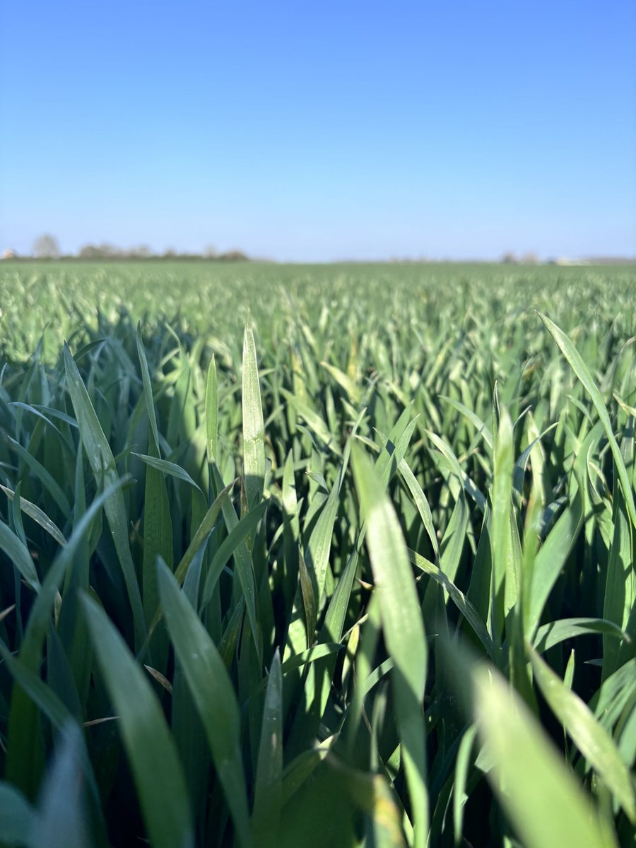 Cropwalker tweet media