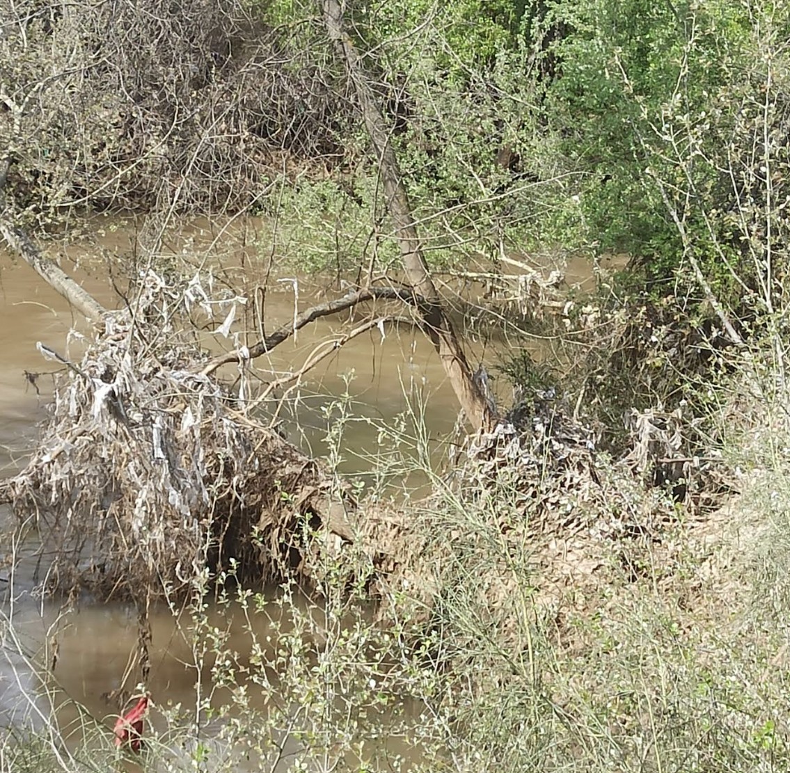 Foto cedida por Jarama Vivo