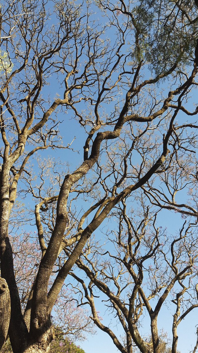 Fidel Santiago Guzmán tweet media