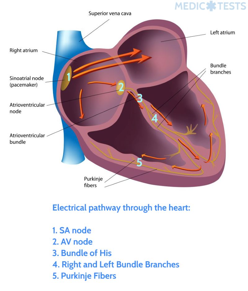A couple of playful mnemonics to remember the electrical pathway through the heart!

Silly Aliens Have Risen Beyond Pluto!
Steve And Alice Had Romantic Bliss at Parties!
Sam And Ava Have Ribs And Pasta!

Which is your favorite?