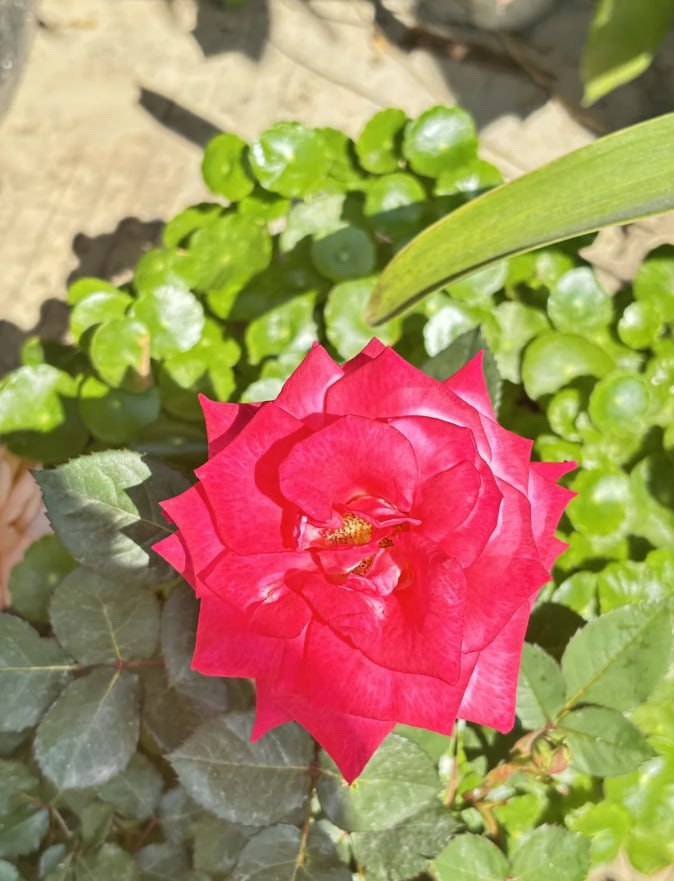 LiTing258's tweet photo. I like sunny mornings
It seems like everything can start over again
Good morning,
Set out towards the dawn, with hope in your heart,
Double your happiness +⁹⁹⁹, double your success +⁹⁹⁹ https://t.co/nl4soCGalT