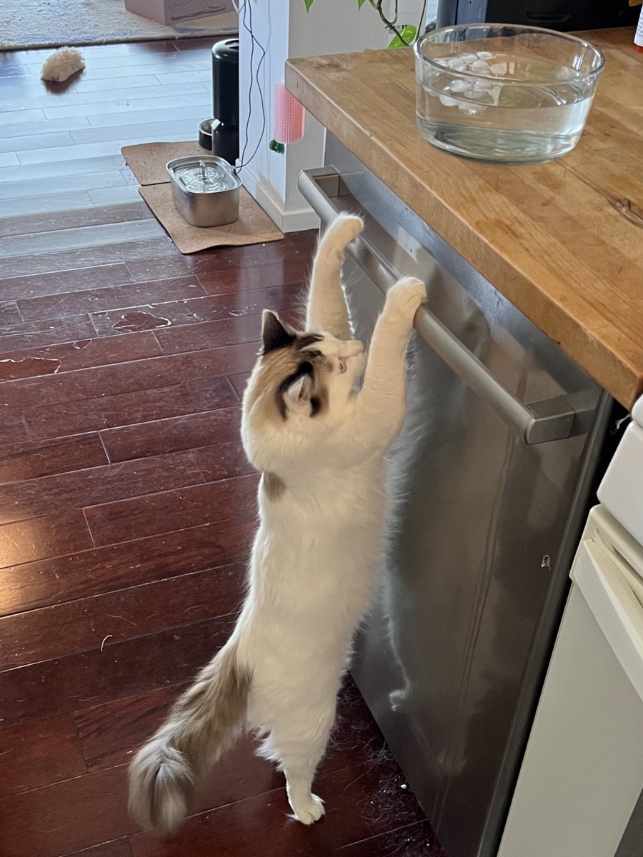 freegoblinpics's tweet photo. he yearns for ice soup https://t.co/tOrE5j0y6h