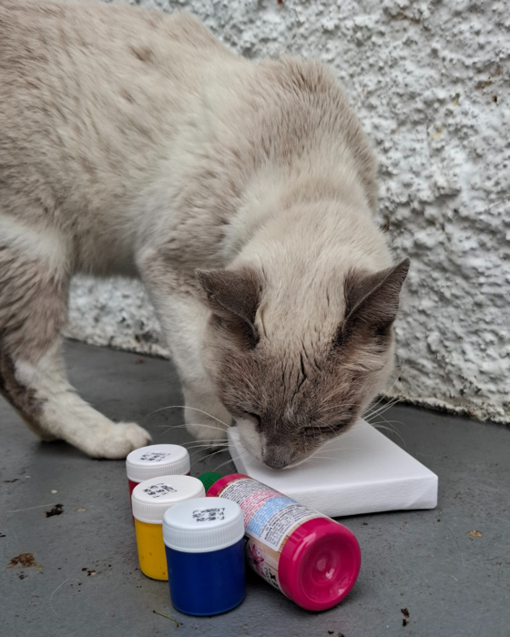 catlandrescue's tweet photo. Está rolando uma movimentação diferente na sede envolvendo tinta, tela e todos os resgatinhos. O que será que eles vão aprontar dessa vez?😍
Deixe o seu palpite nos comentários e não perca a divulgação da novidade no dia 15 de abril!
#Catland #Novidade #VemAí https://t.co/bQTY6EwjA2