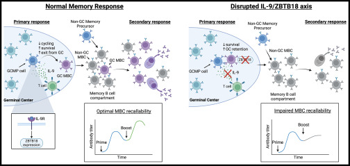 T cell-derived interleukin-9 potentiates differentiation of GC memory precursors into functional memory B cells in a manner dependent on the transcriptional regulator ZBTB18 <a href="/ImmunityCP/">Immunity</a> 
cell.com/immunity/fullt… on
cell.com/immunity/fullt…