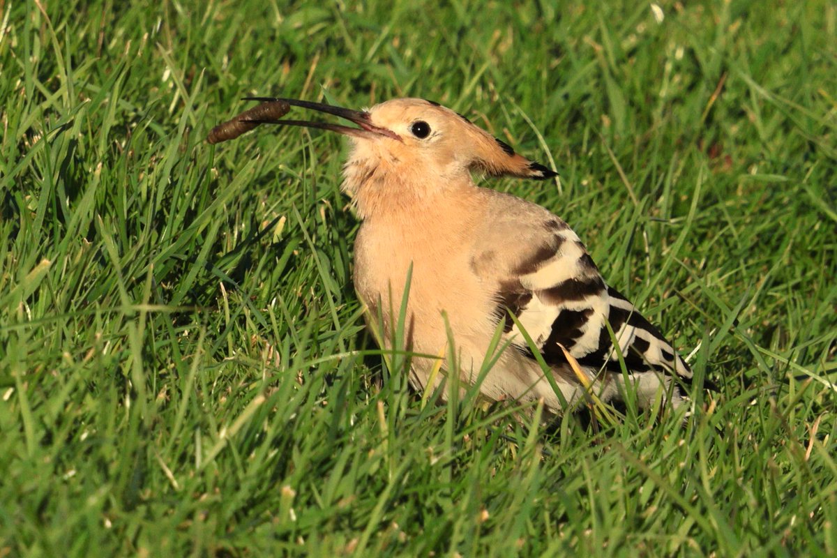 graham_jaggard's tweet photo. Cracking views of the Hoopoe at the jailhouse cafe on Portland yesterday afternoon. https://t.co/wJM0cA7WZs