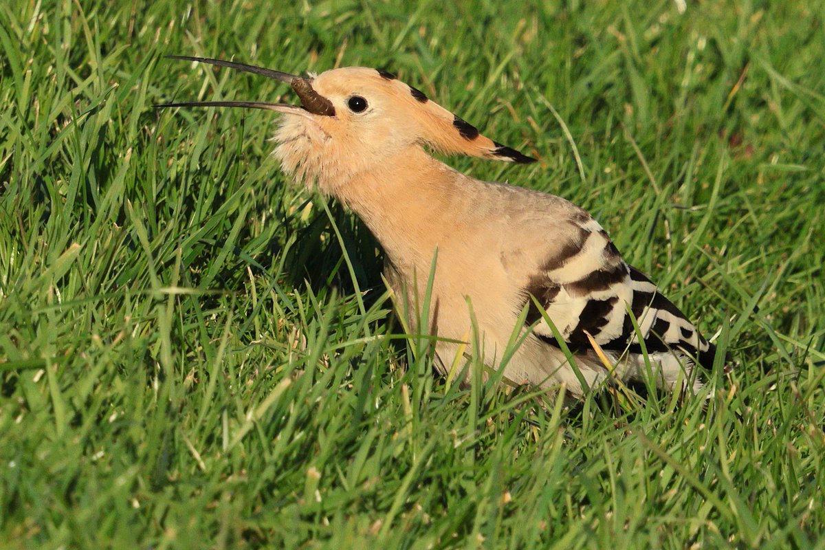 graham_jaggard's tweet photo. Cracking views of the Hoopoe at the jailhouse cafe on Portland yesterday afternoon. https://t.co/wJM0cA7WZs
