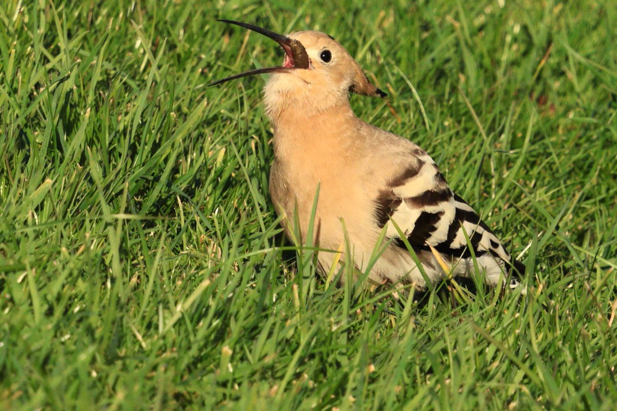 graham_jaggard's tweet photo. Cracking views of the Hoopoe at the jailhouse cafe on Portland yesterday afternoon. https://t.co/wJM0cA7WZs