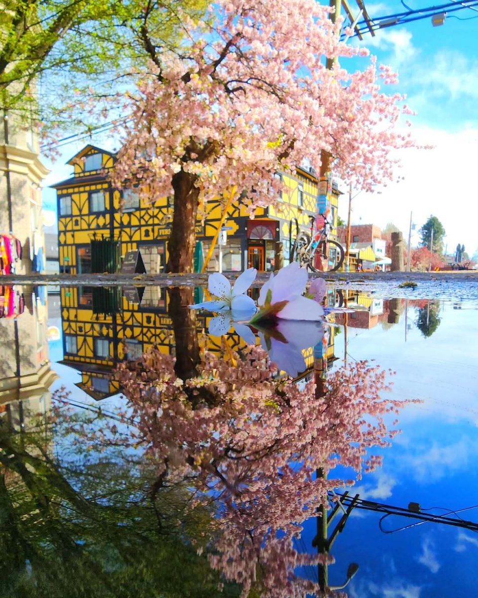 victoriabuzzes's tweet photo. Perfect puddle reflection 🌸 🙌⁠
📍Fernwood Square⁠
📸 Drena Hill https://t.co/2h7krwue4O
#victoriabuzz #yyj https://t.co/oGnruakafj