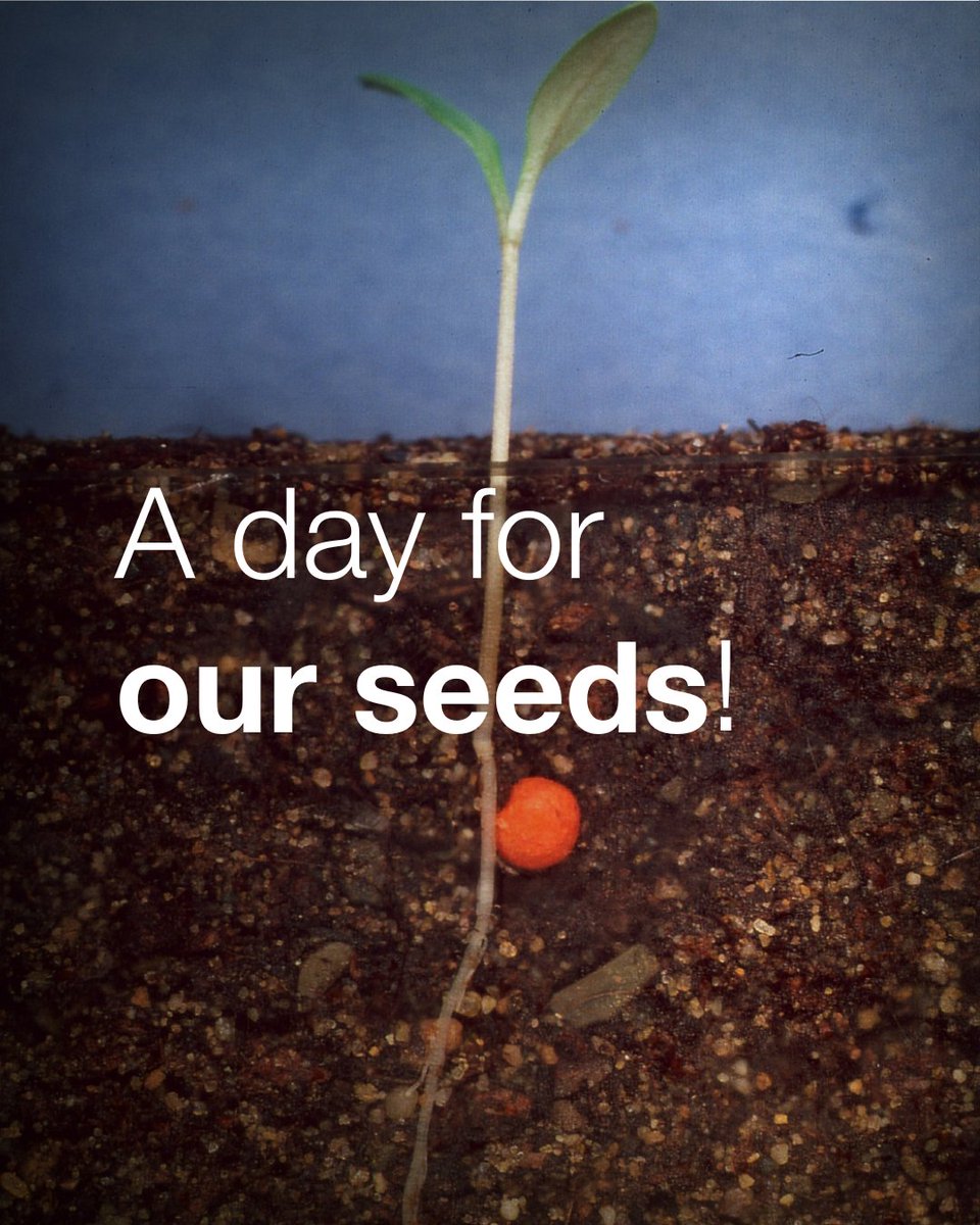 On International Seed Day, we celebrate the basis of our life: seeds. 🧡 Without this precious commodity, there would be no agriculture, fresh food, and no green diversity. Let's work together for a sustainable future, side by side with our farmers.  #InternationalSeedDay