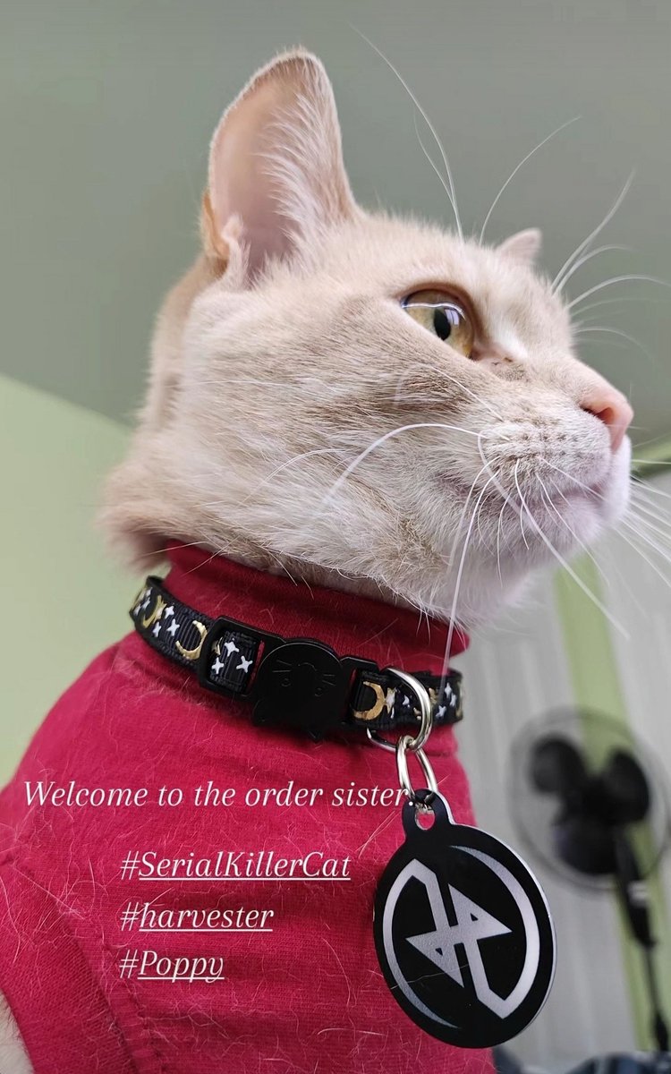 AarnoMalin's tweet image. She must be the happiest cat in the world (after Milla). The custom made collar is designed by her owner Johann Harding 😎 #Harvester #pcgame #retro #pointnclick