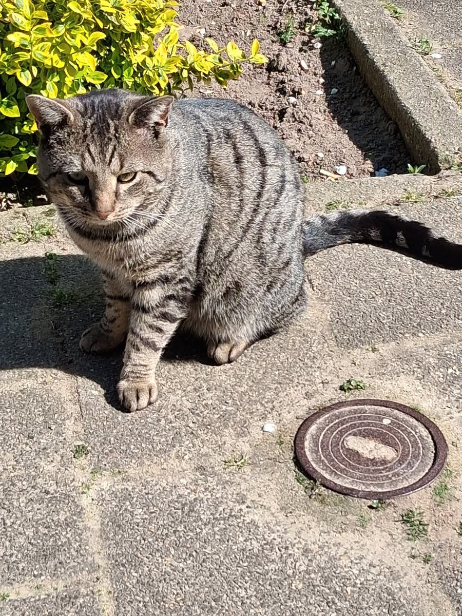 Wie mist deze mooie lieve kater. Hij loopt rond bij ons in de buurt in Heythuysen. Is aanhankelijk.