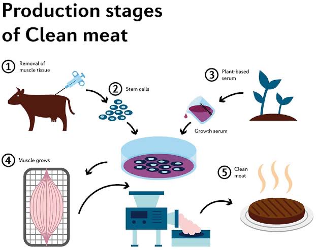decoding_engg's tweet image. Using tissue engineering, scientists can grow real meat from animal cells in a lab. No slaughter involved. It’s a more sustainable and ethical way to produce meat.
Can it be an alternative to farm animal?
