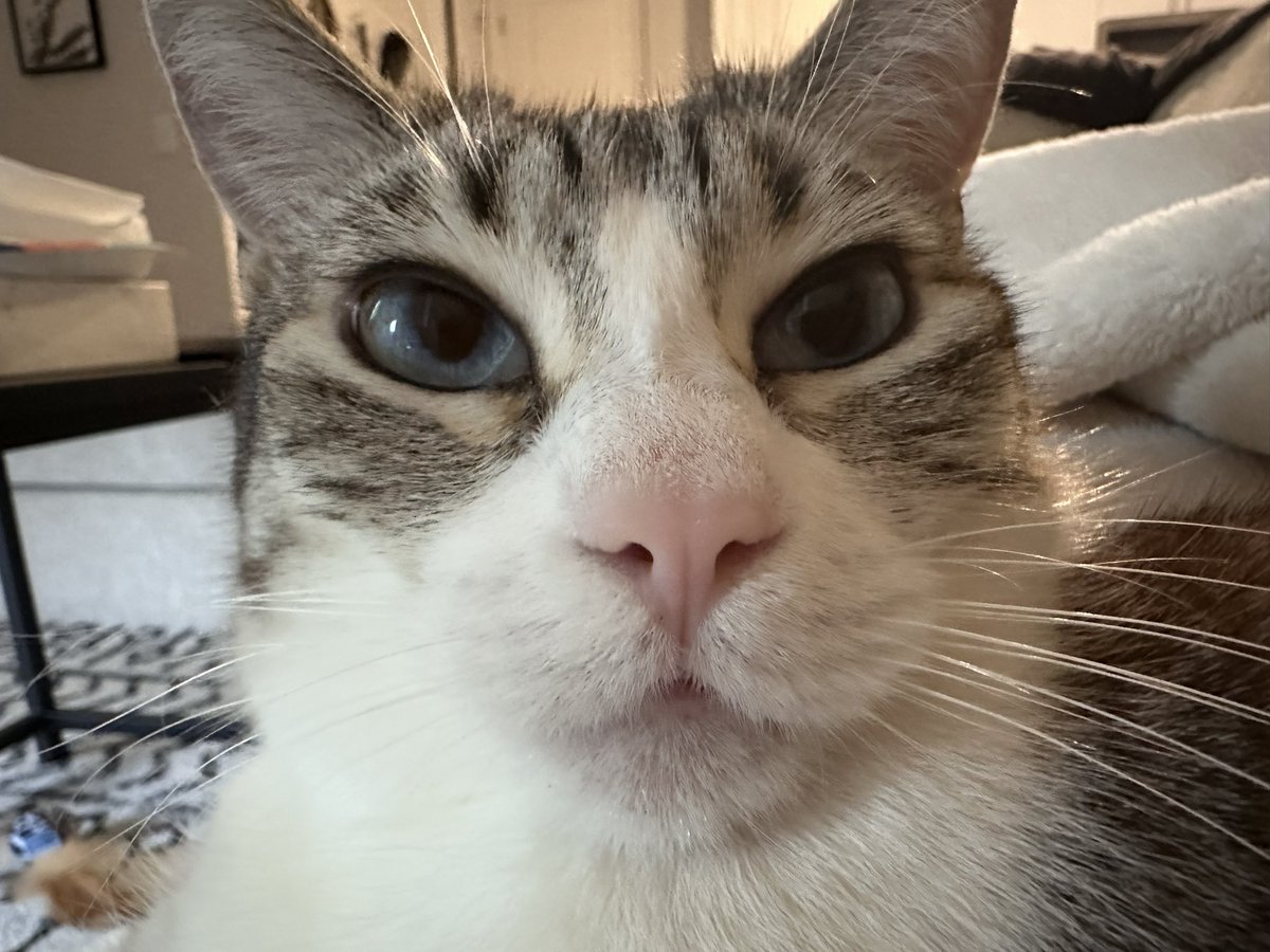 Mady Lanni tweet media