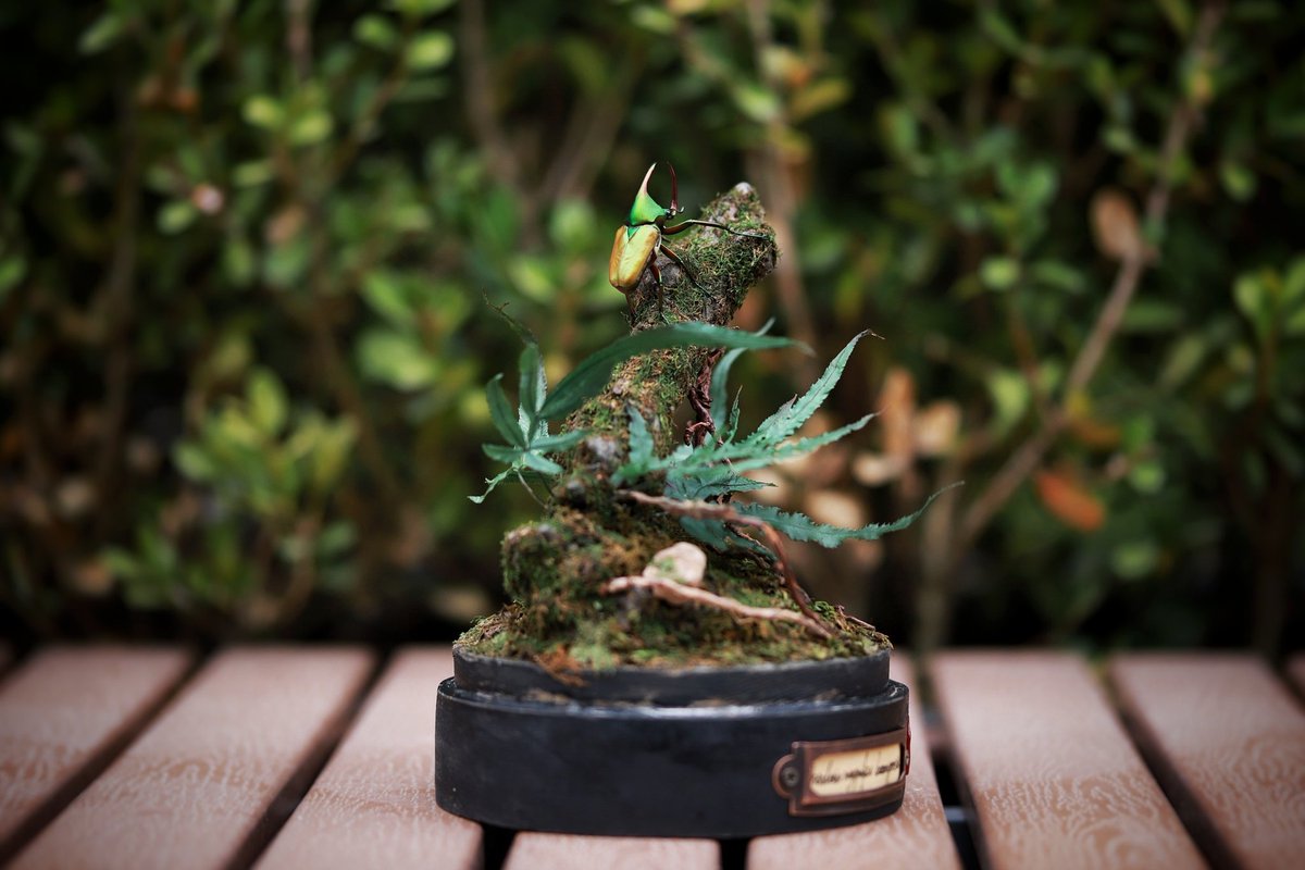 Huangweile0804's tweet photo. 生态标本展示 
Theodosia magnifica bawangensis https://t.co/9l8NJYVYjr