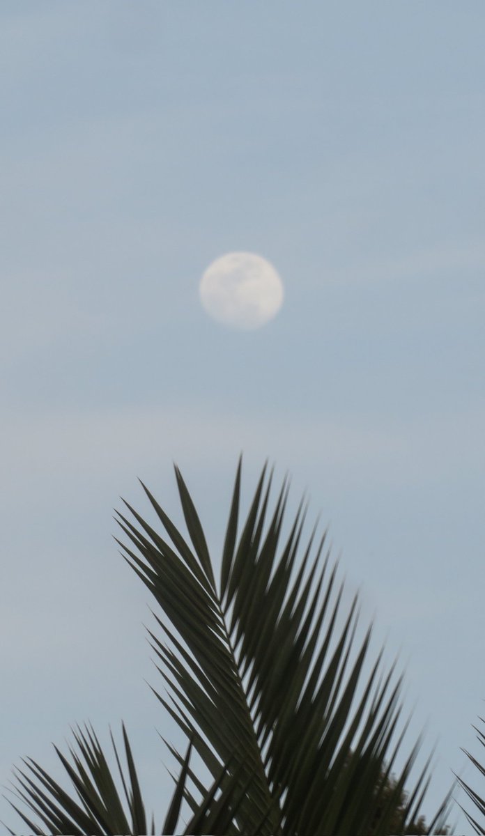 trhonymohamed's tweet photo. Waxing Gibbous Moon with an illumination of 96%. 

Thursday, April 10, 2025. https://t.co/954rMe4lgi
