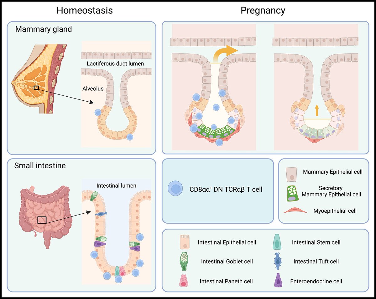 Self-sensing T cells migrate to the mammary gland where they optimize milk production <a href="/ImmunityCP/">Immunity</a> 
cell.com/immunity/fullt…
on <a href="/CellCellPress/">Cell</a> 
cell.com/cell/fulltext/…