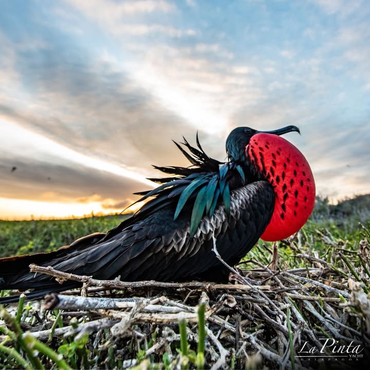 🛥️ Aboard Yacht La Pinta, every day brings unforgettable wildlife encounters! 🙌🏼

🐦‍⬛ Keep an eye out for the iconic frigatebird and more.

🌊 Discover the magic of the Galápagos with us!
bit.ly/4j47hLv

#Big15Galapagos #ExploreEcuador #NatureLovers #GalapagosCruise