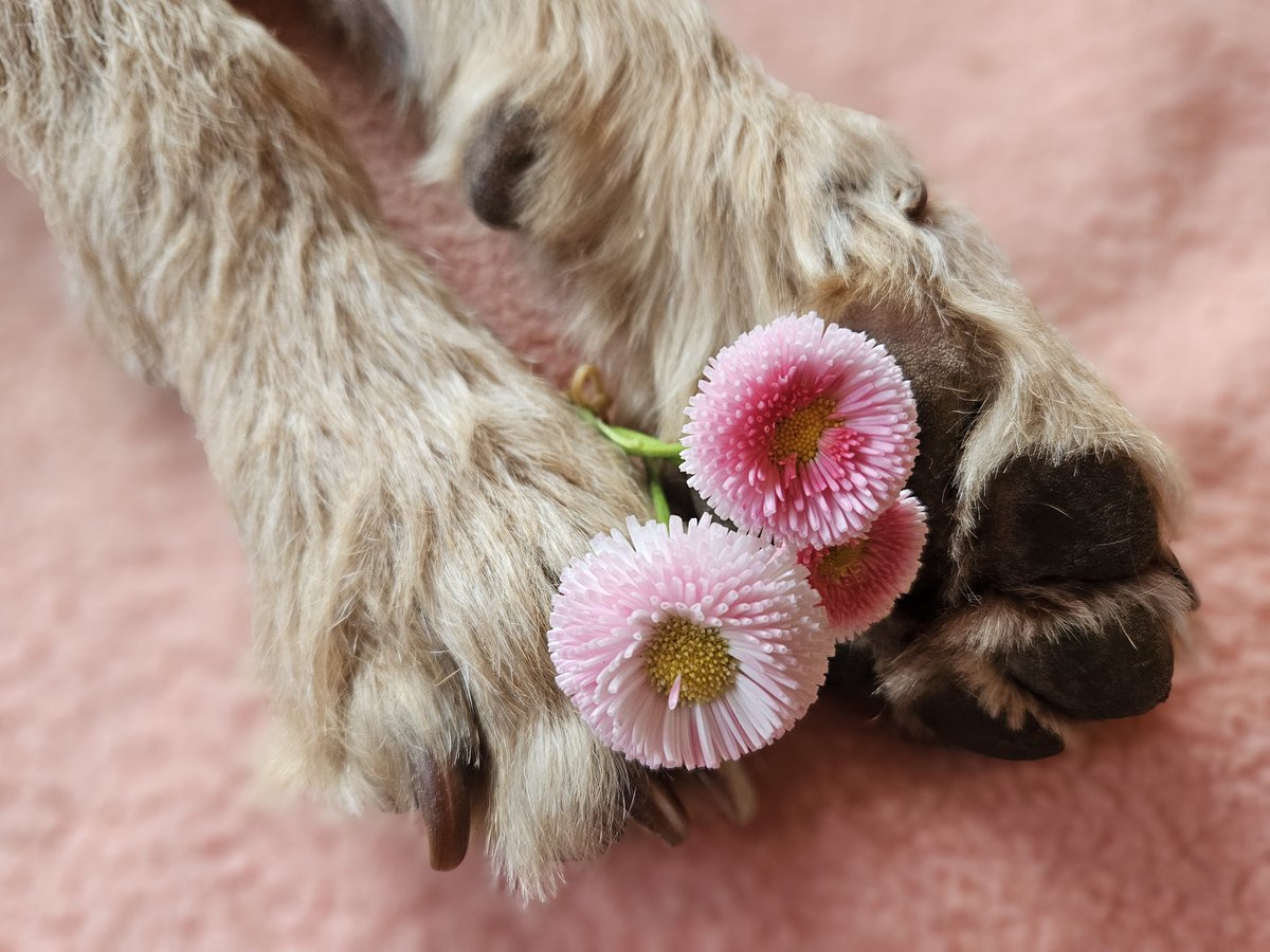 Klaus-Uwe Haake tweet media