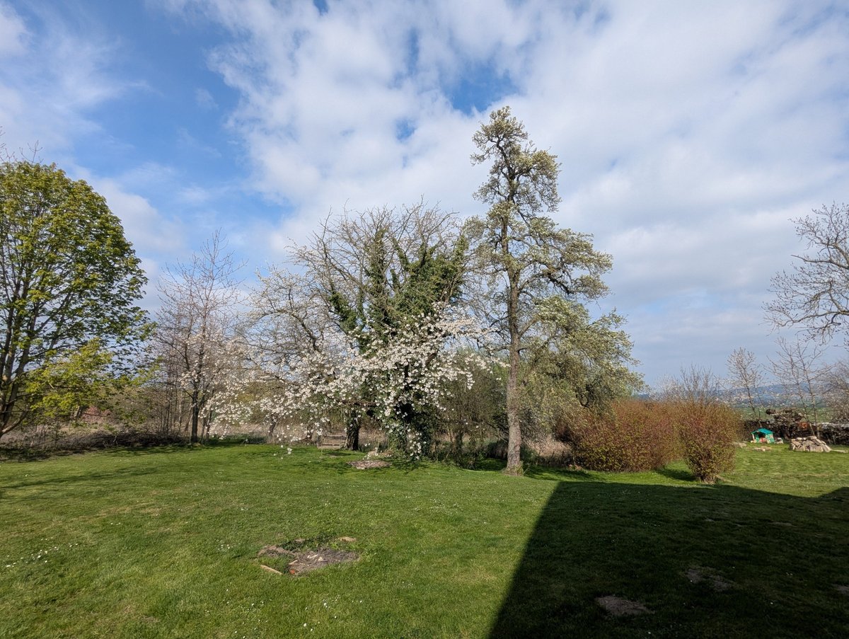 Starkimgarten's tweet photo. Die Kirsche auch https://t.co/cPdJAA1JBH