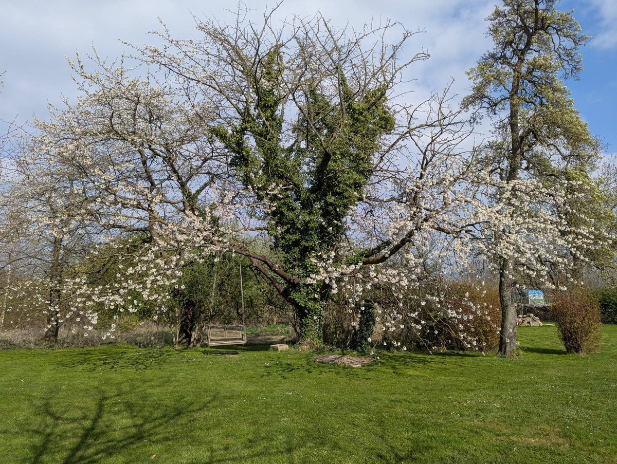 Starkimgarten's tweet photo. Die Kirsche auch https://t.co/cPdJAA1JBH