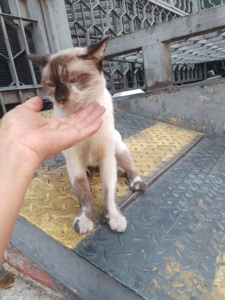 A64029345's tweet photo. Su Dueña Murió 📷 y los hijos la echaron a la calle, está esterilizada, es de hogar , se encuentra en la Av San Martin la altura de plaza capuchinos Caracas... https://t.co/umqEwDNXOn