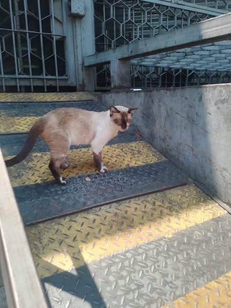 A64029345's tweet photo. Su Dueña Murió 📷 y los hijos la echaron a la calle, está esterilizada, es de hogar , se encuentra en la Av San Martin la altura de plaza capuchinos Caracas... https://t.co/umqEwDNXOn