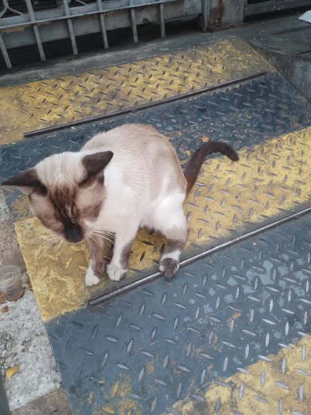 Su Dueña Murió 📷 y los hijos la echaron a la calle, está esterilizada, es de hogar , se encuentra en la Av San Martin la altura de plaza capuchinos Caracas...
