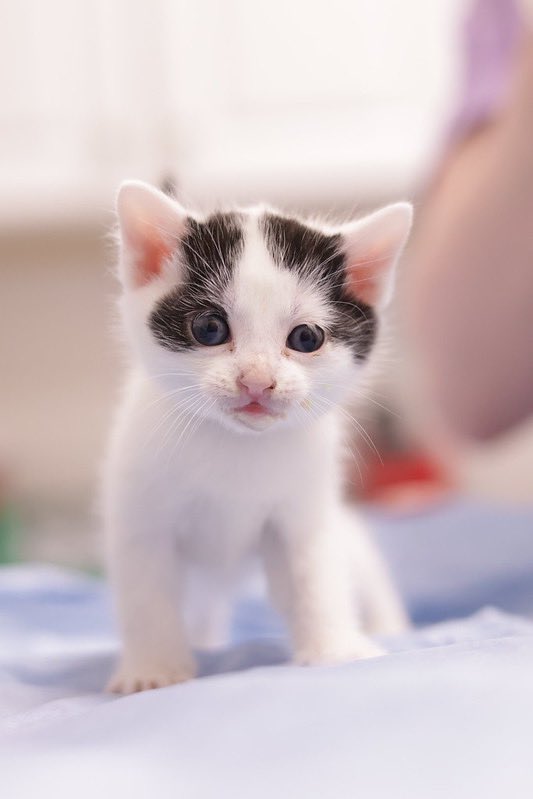 Something fun in the works <a href="/phillypaws/">PAWS</a> and I’m not kitten around…

Eeekkk!! Stay tuned 🐈‍⬛🐰🐾
<a href="/MainLineBunny/">MainLineEasterBunny</a>
