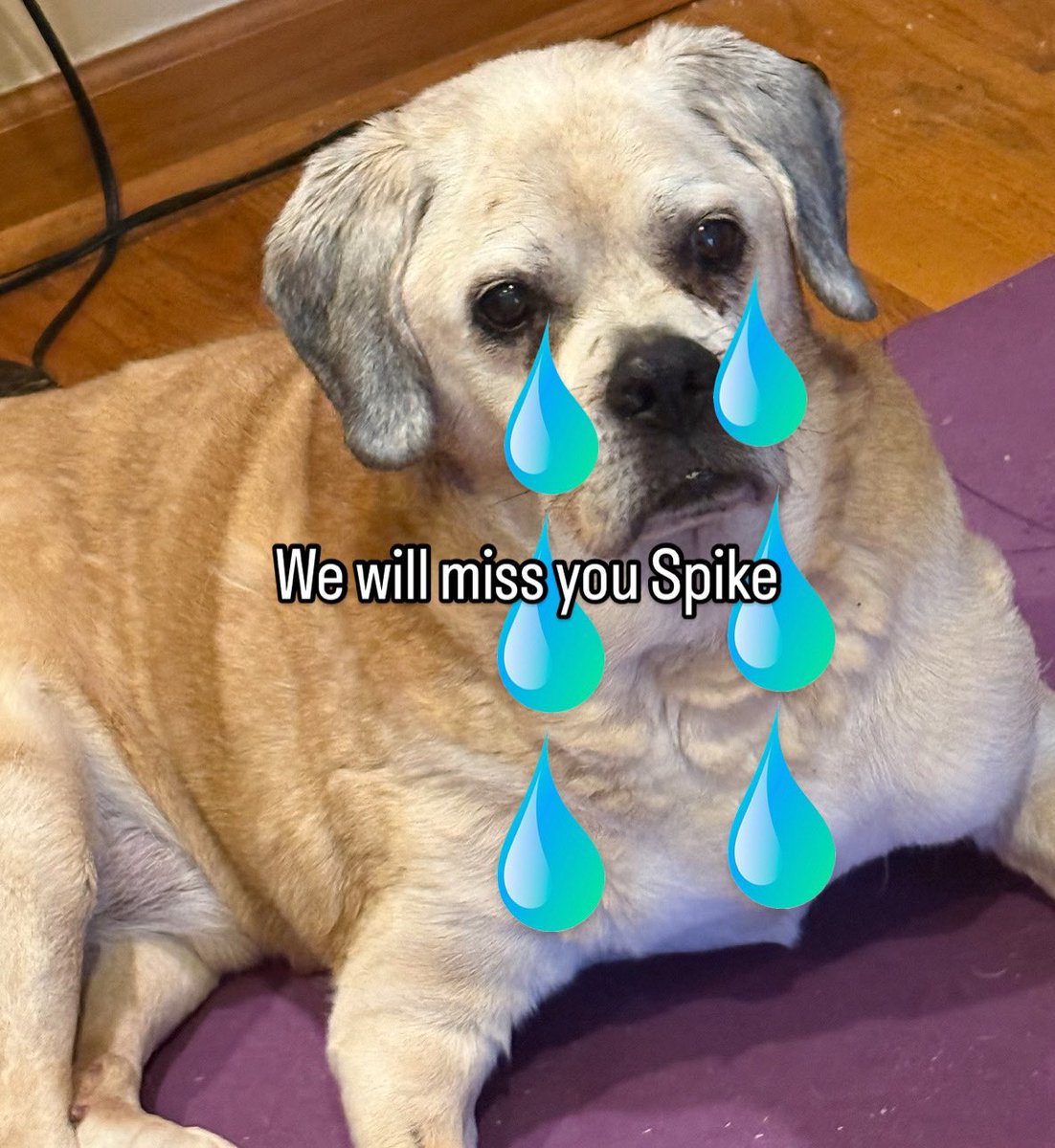 DavidBHome's tweet image. 