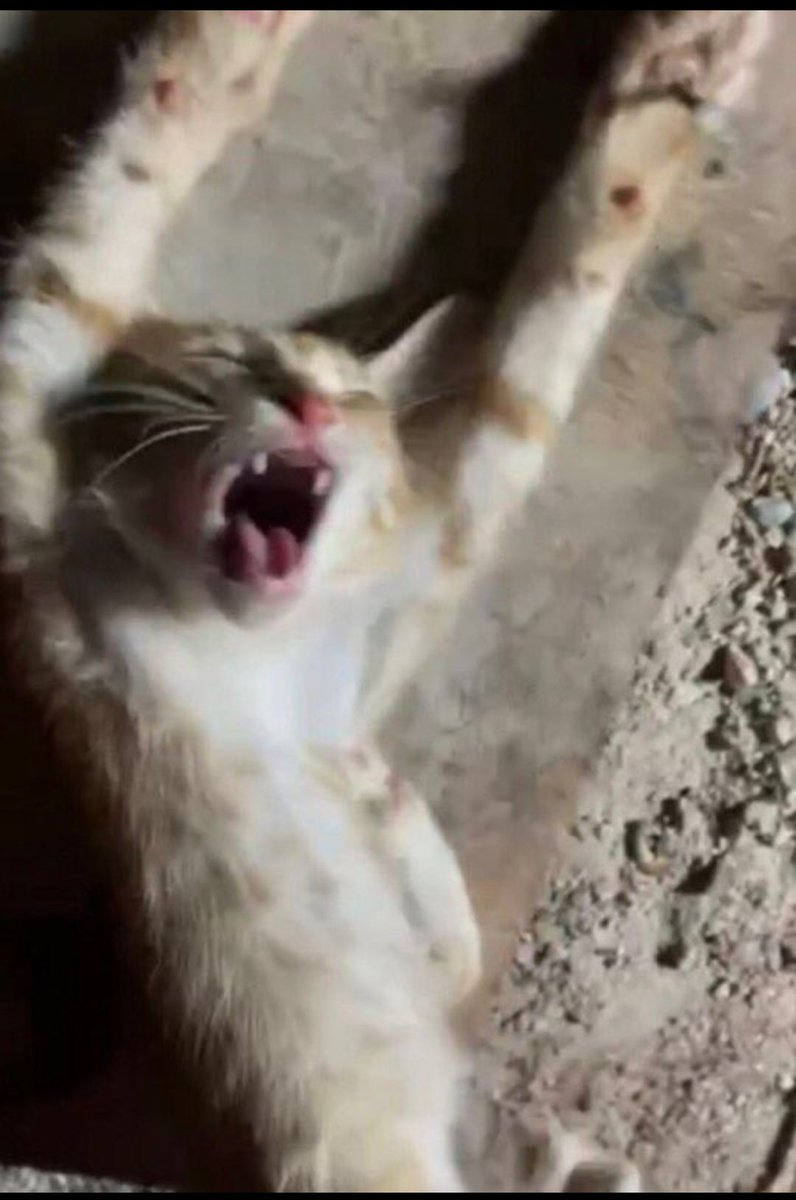 mayumin_sara's tweet photo. 全世界で🇨🇳中国を包囲しよう‼️
🇨🇳中国製品のボイコット😾

"対中国のトランプ関税、125％＋20％で計145％の適用スタート" - 毎日新聞 #SmartNews https://t.co/AUqBMZAxOQ #スマートニュース
🇨🇳中国は動物虐待者を処罰しろ😾
中国人による #動物虐待ビジネス ⬇️
#中国猫のSOS https://t.co/vx4e0BQfBn