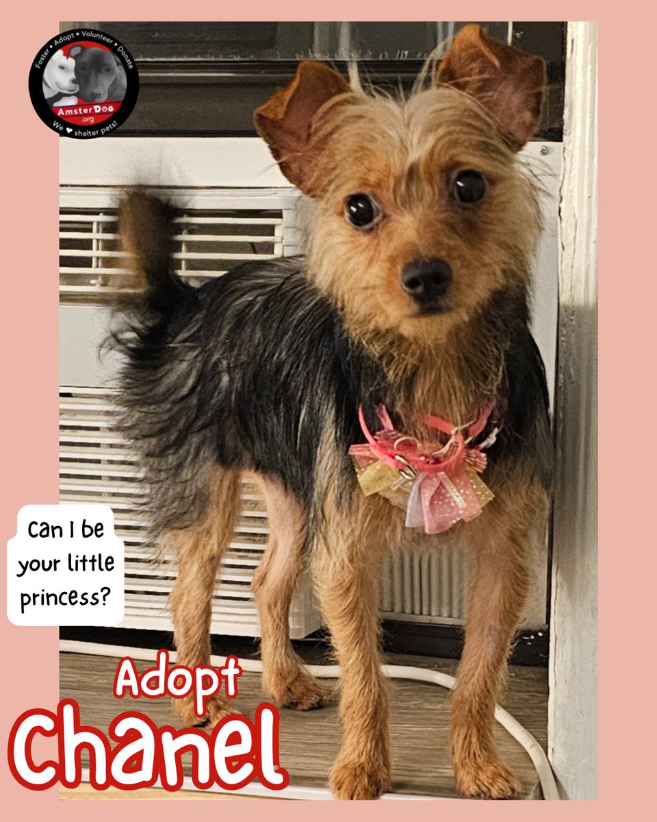 AmsterDogRescue's tweet photo. 🩷Sweet CHANEL is ready for her forever home! 8 mths old, only 8 lbs, dog &amp; cat friendly, rescued from euthanasia, being fostered in NYC area👑
Apply at https://t.co/5tCRxzMPQF 
#amsterdog #amsterdogrescue #chanel #nycacc https://t.co/JJ7ZICOetu