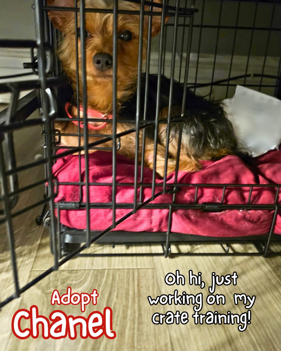 🩷Sweet CHANEL is ready for her forever home! 8 mths old, only 8 lbs, dog &amp; cat friendly, rescued from euthanasia, being fostered in NYC area👑
Apply at AmsterDog.org 
#amsterdog #amsterdogrescue #chanel #nycacc