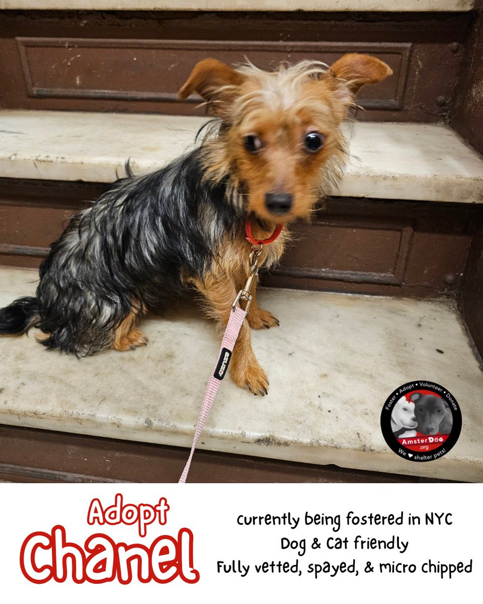 AmsterDogRescue's tweet photo. 🩷Sweet CHANEL is ready for her forever home! 8 mths old, only 8 lbs, dog &amp; cat friendly, rescued from euthanasia, being fostered in NYC area👑
Apply at https://t.co/5tCRxzMPQF 
#amsterdog #amsterdogrescue #chanel #nycacc https://t.co/JJ7ZICOetu