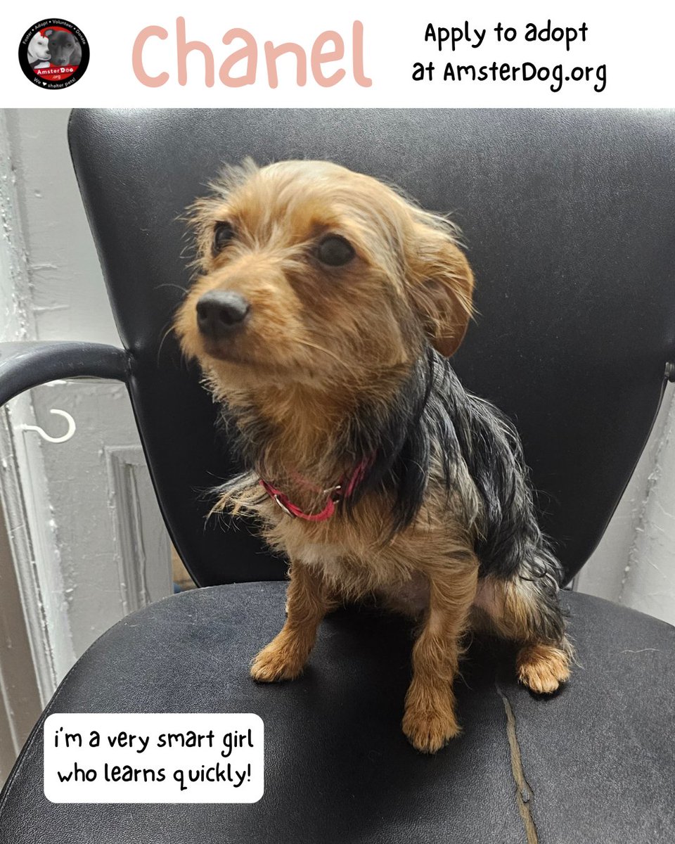 AmsterDogRescue's tweet photo. 🩷Sweet CHANEL is ready for her forever home! 8 mths old, only 8 lbs, dog &amp; cat friendly, rescued from euthanasia, being fostered in NYC area👑
Apply at https://t.co/5tCRxzMPQF 
#amsterdog #amsterdogrescue #chanel #nycacc https://t.co/JJ7ZICOetu