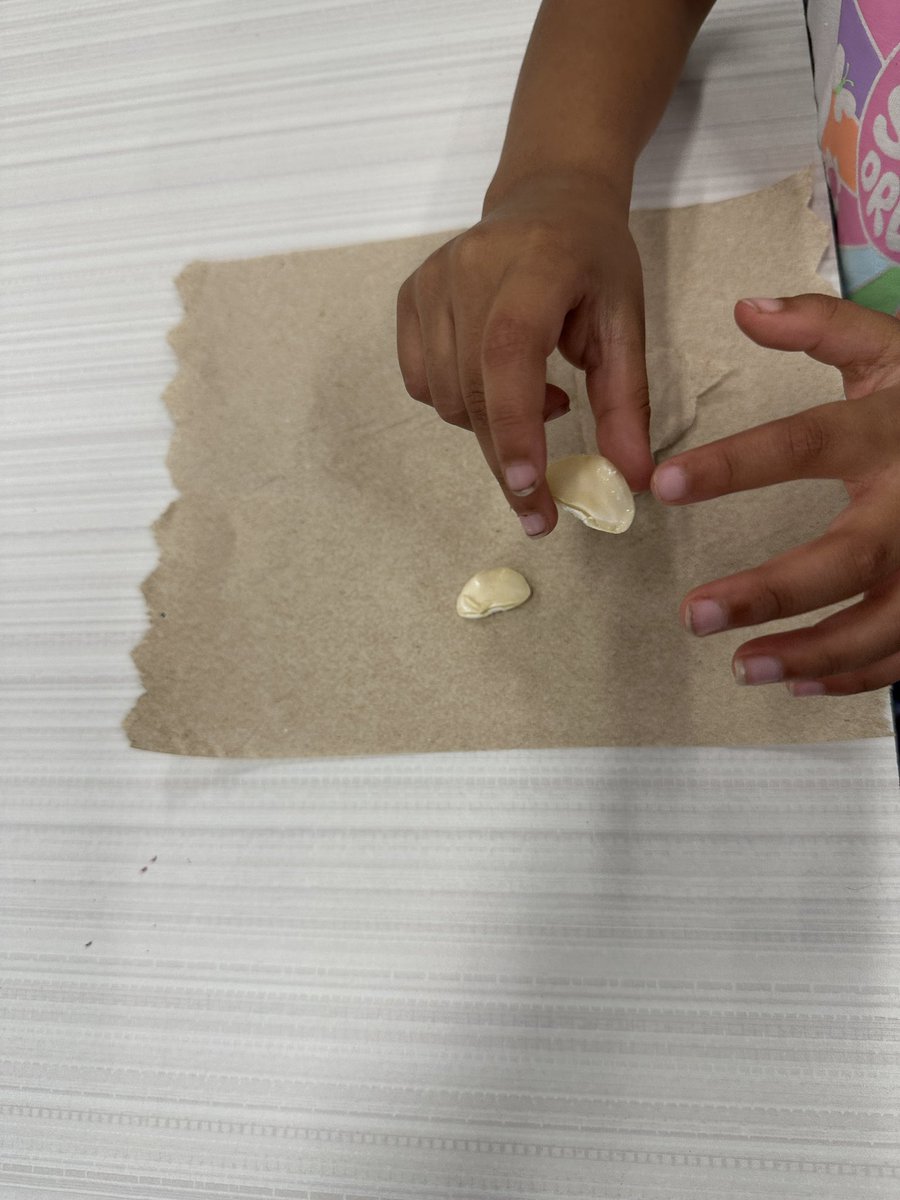 Today we dissected Lima beans and identified the parts! #finchfalcons