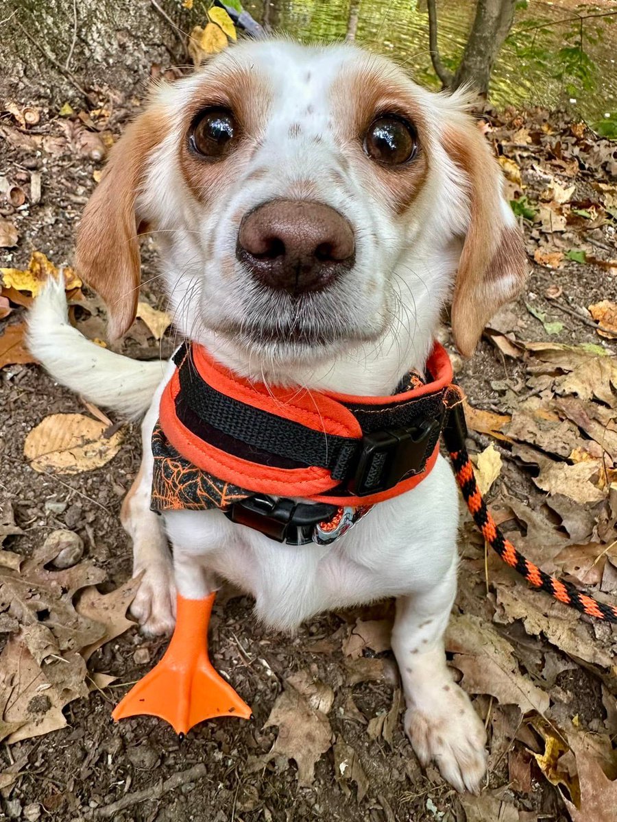 This is Autumn. She was born without one paw. Gets along just fine with three, but still sometimes uses a prosthetic leg when she wants to blend in. 13/10