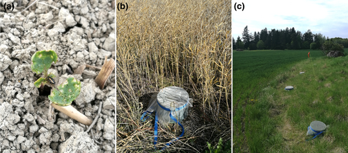 AFEntomology's tweet photo. The Editors' Choice in our new May issue reveals #FleaBeetles in spring #OilseedRape differ in #phenology & #habitat choices for reproduction & #overwintering🪲
Read about the #PestManagement implications🔽
https://t.co/7q1hsxE6X7
@WileyEcolEvol @RoyEntSoc https://t.co/1jTbZAe7hI