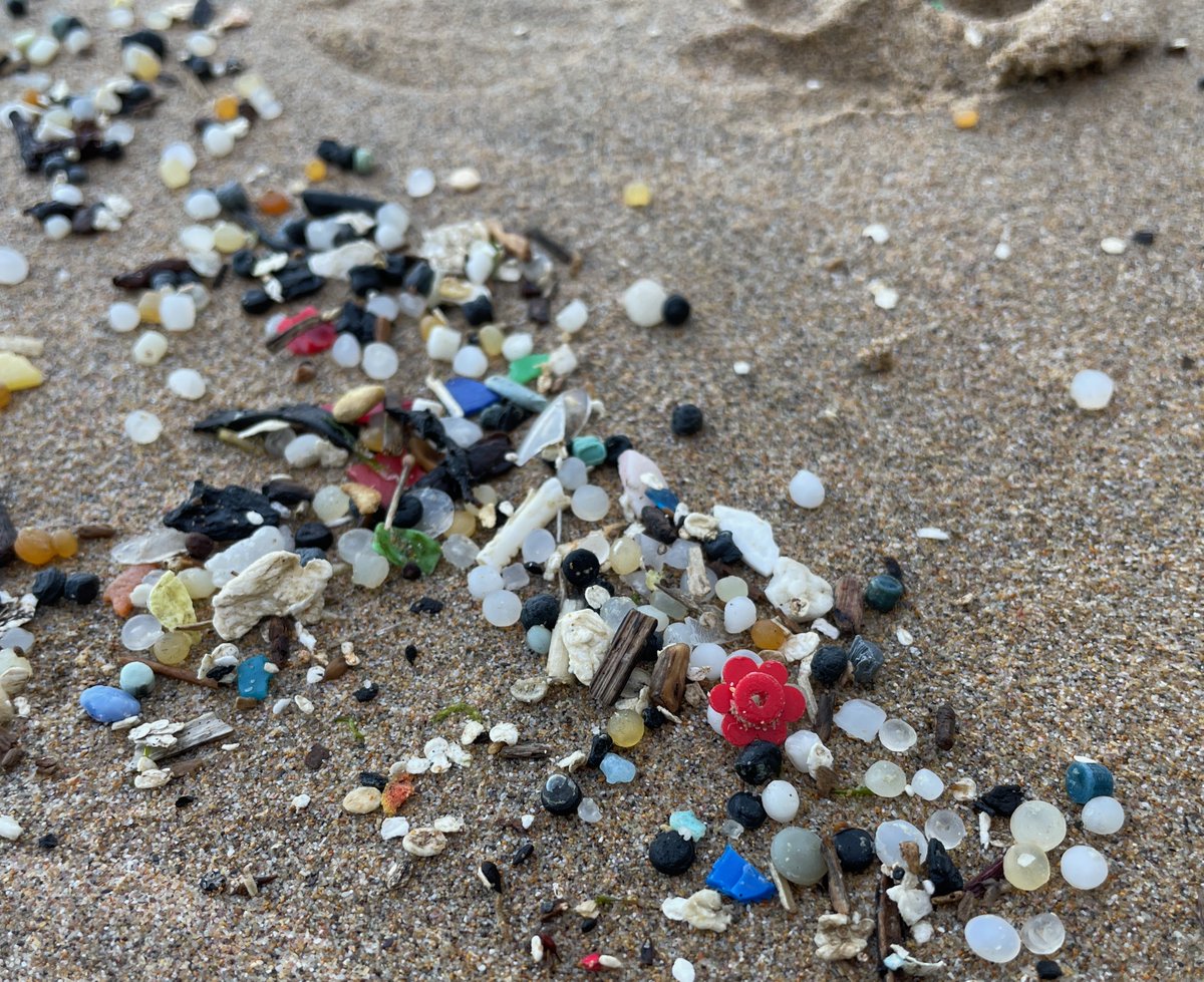 Among all the nurdles and microplastics on the strandline, a tiny red Lego flower, one of 161,264 red Lego flowers lost overboard from the Tokio Express back in 1997. These originally came in sets of four, all attached to a central sprue (or doodah as beachcombers call them) but