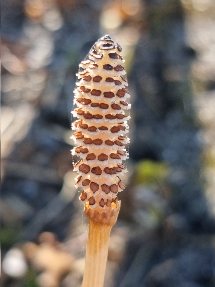 respecting nature tweet media